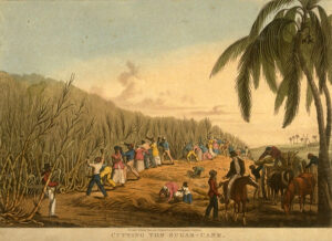 Coloured engraving of enslaved labourers harvesting sugar-cane in the tropics with overseers and ox carts.